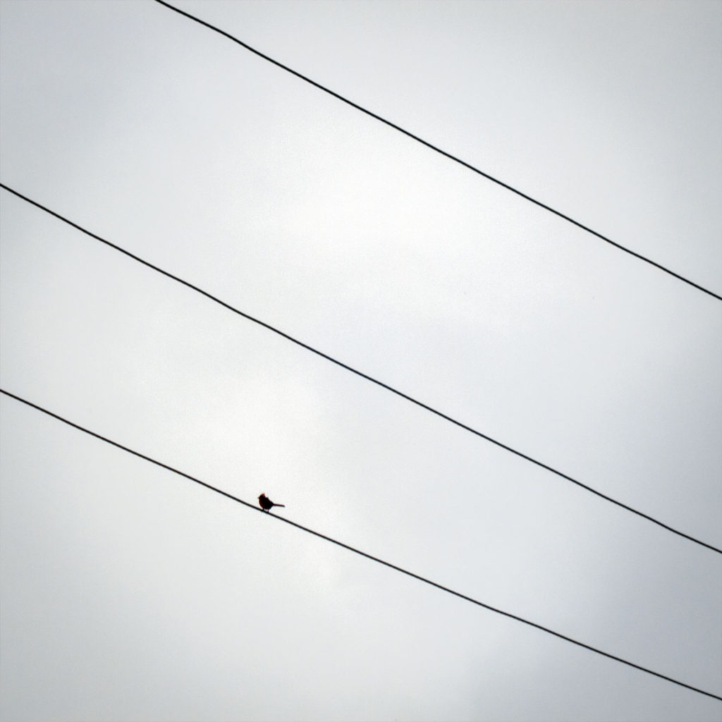 David Bernie Photography Digital Photos Diurnal Affair Daily Project Canon S110