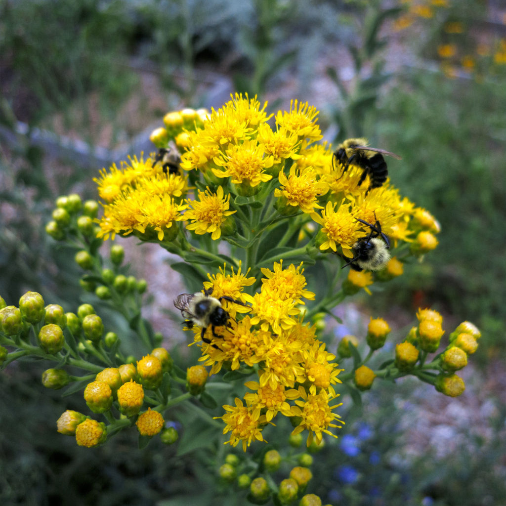 David Bernie Photography Digital Photos Diurnal Affair Daily Project Canon S110