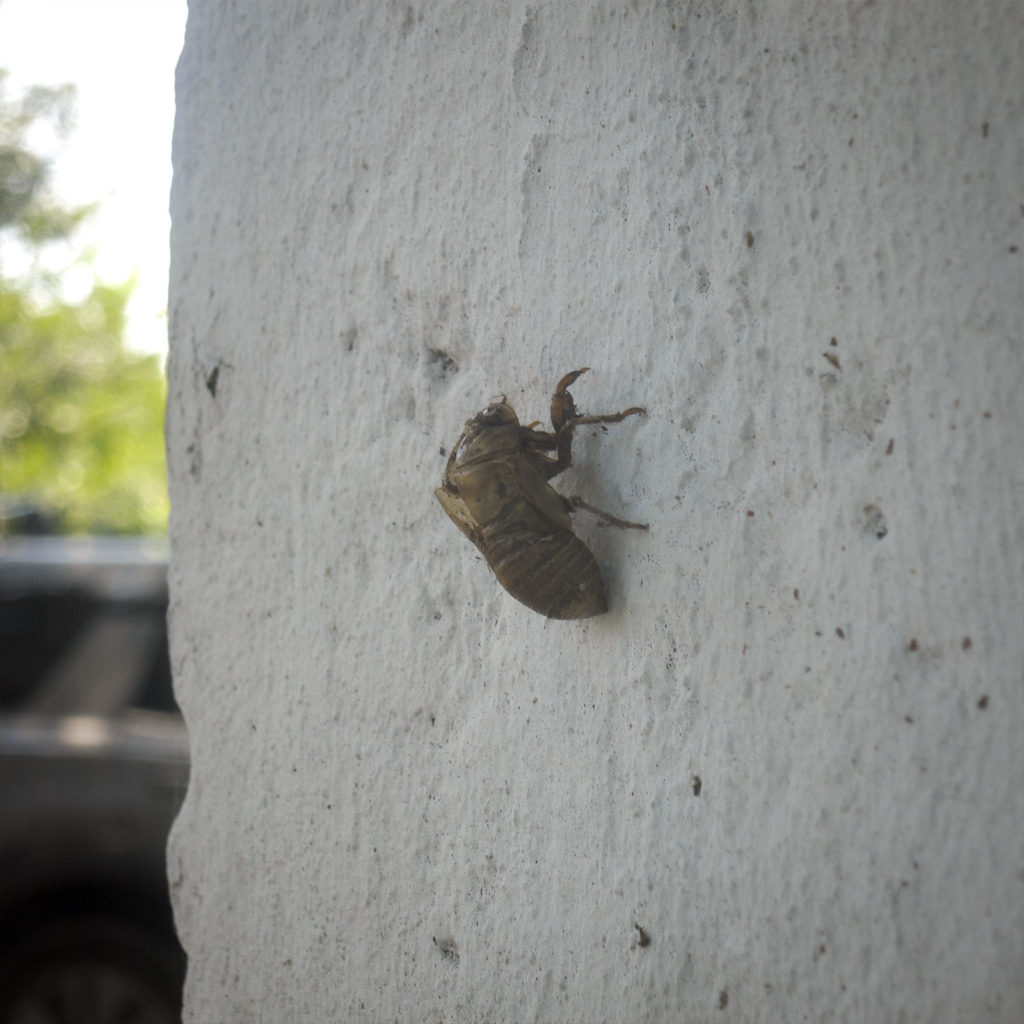 David Bernie Photography Digital Photos Diurnal Affair Daily Project Canon S110